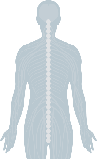 Human Spine and Central Nervous System