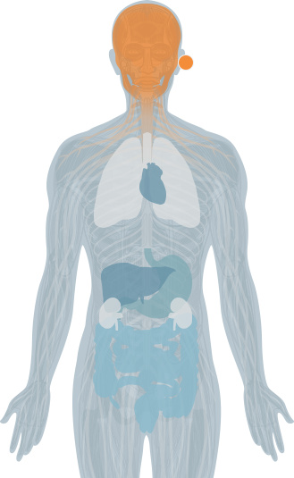 vertebrae highlight