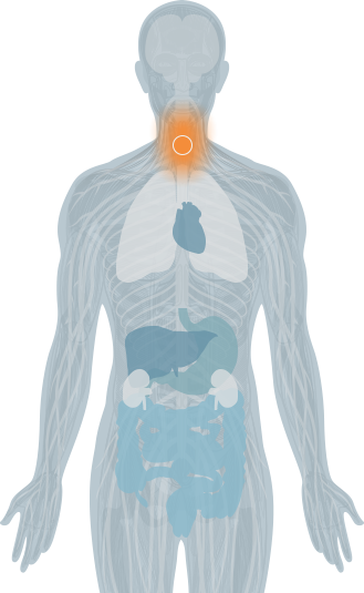 vertebrae highlight