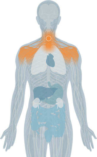 vertebrae highlight