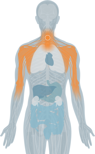 vertebrae highlight