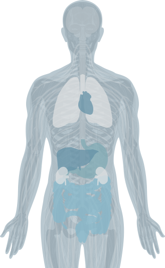 Systems of the Human Body