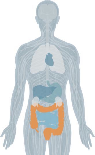 vertebrae highlight