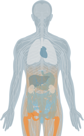 vertebrae highlight