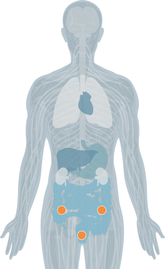 vertebrae highlight