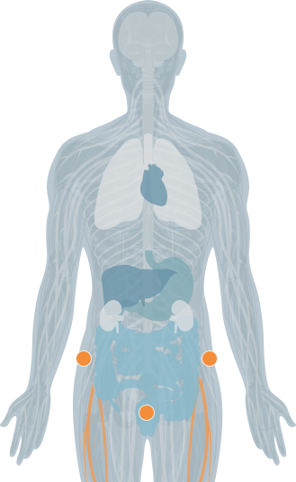 vertebrae highlight