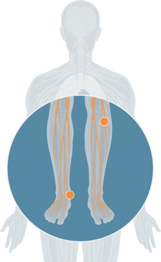 vertebrae highlight
