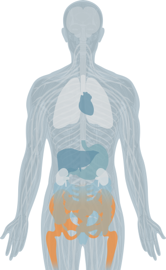 vertebrae highlight
