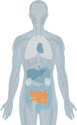 vertebrae highlight