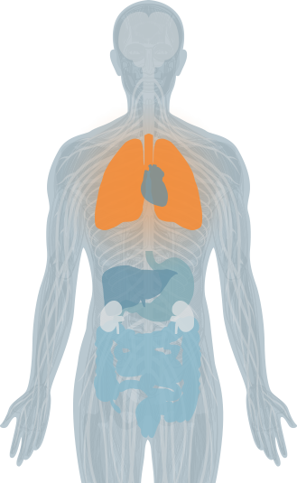 vertebrae highlight