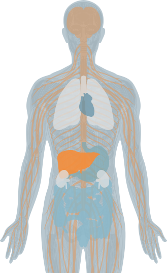 vertebrae highlight
